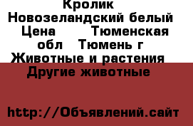 Кролик - Новозеландский белый › Цена ­ 3 - Тюменская обл., Тюмень г. Животные и растения » Другие животные   